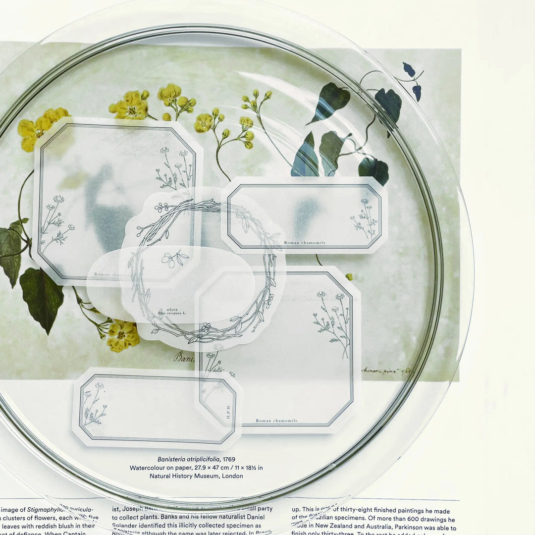 Hutte Paper Works / Die-cut transparent sticky note -Chamomile1/Chamomile2/Wreath/Olive