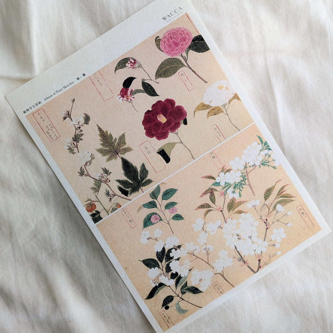 WACCA JAPAN / Illustrations from an Edo-period botanical encyclopedia Sakura & Camellia PS003