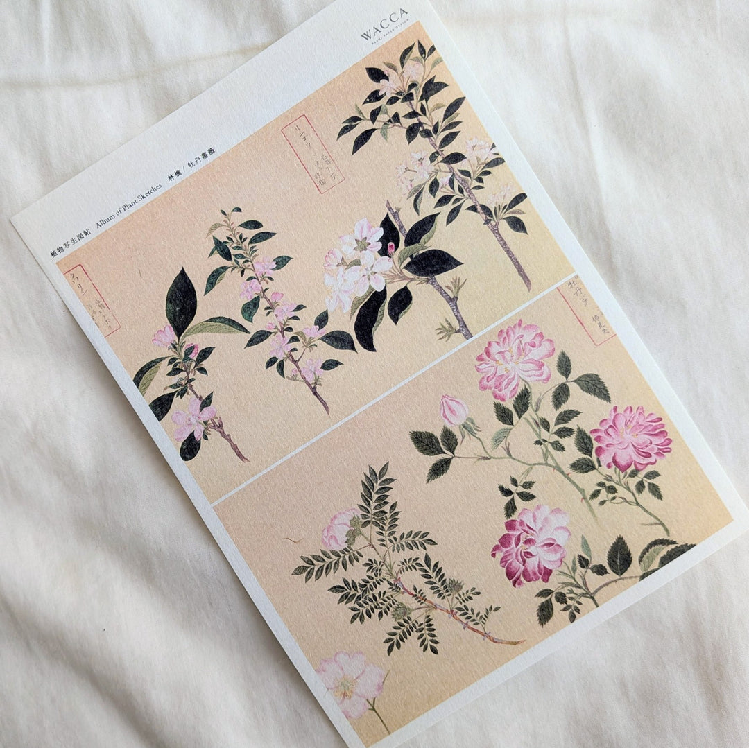 WACCA JAPAN / Illustrations from an Edo-period botanical encyclopedia Rose & Apple PS001